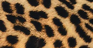 BILL BRA - Image 9