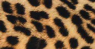 SHANE - Image 10